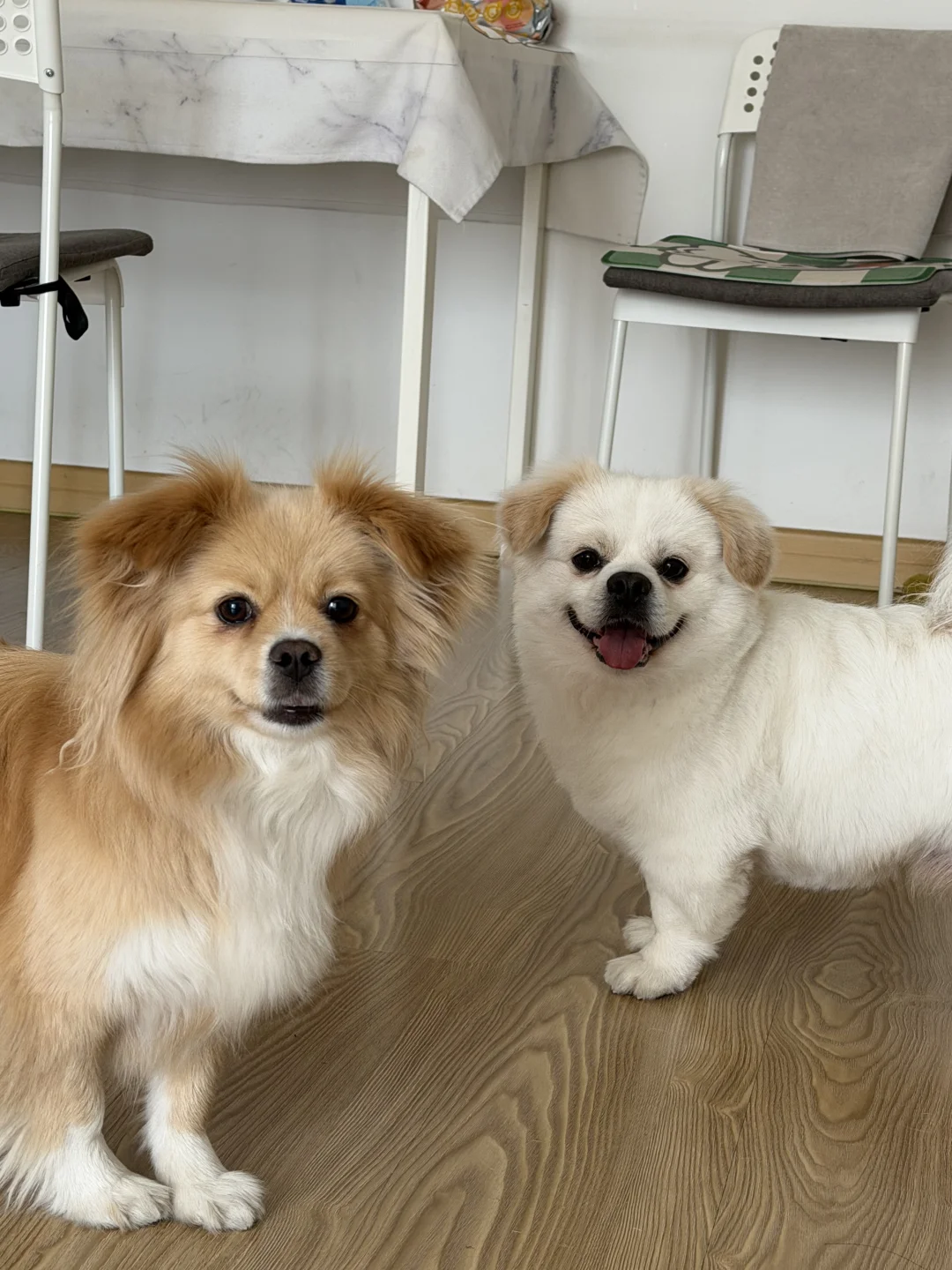 线条小狗合体|它的朋友都是跟它长得像的