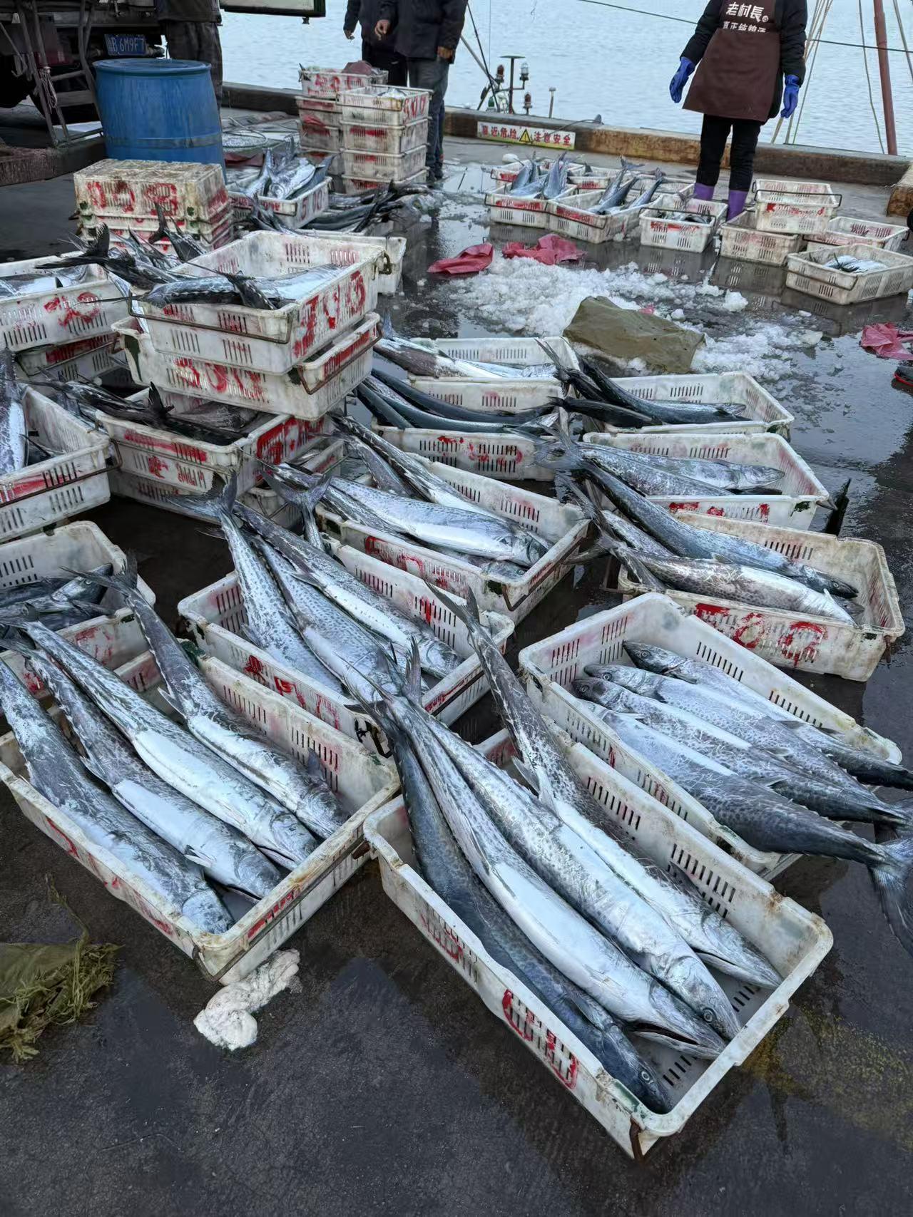 所以，青岛银对谷雨上市的春天鲅鱼情有独钟，因为谷雨到五一北方海域封海青岛银吃鲅鱼