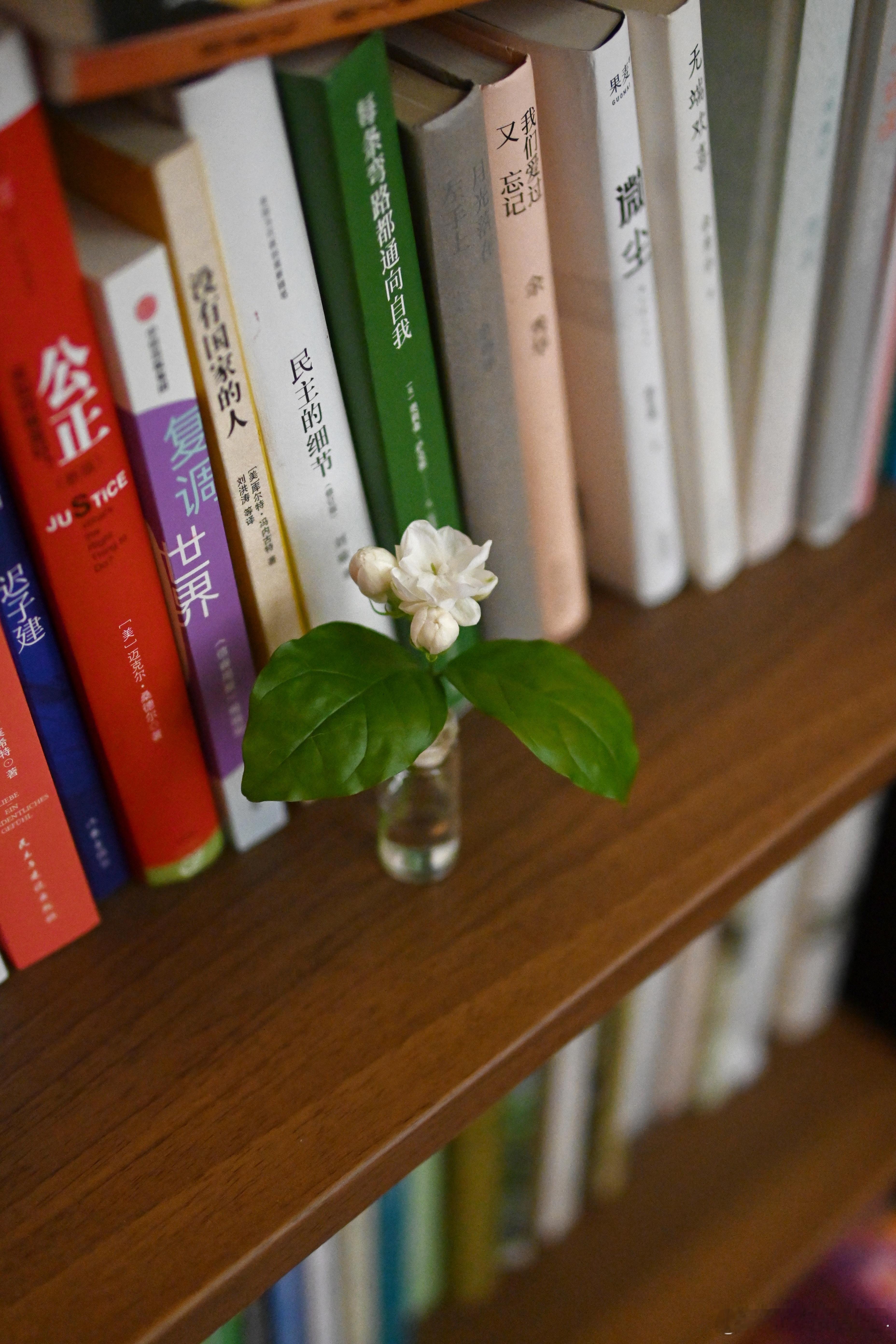 茉莉花很优秀，花开不停[666]  ​​​