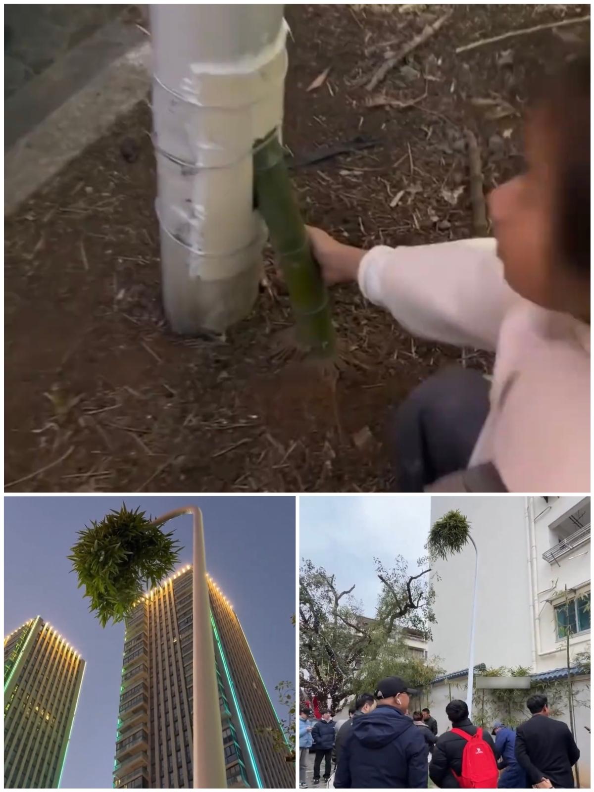 浙江某城市的街头，一株野生的竹子钻进了被撞坏之后又重新修复好的路灯杆里，竟然从灯