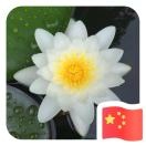 施花吹科技
