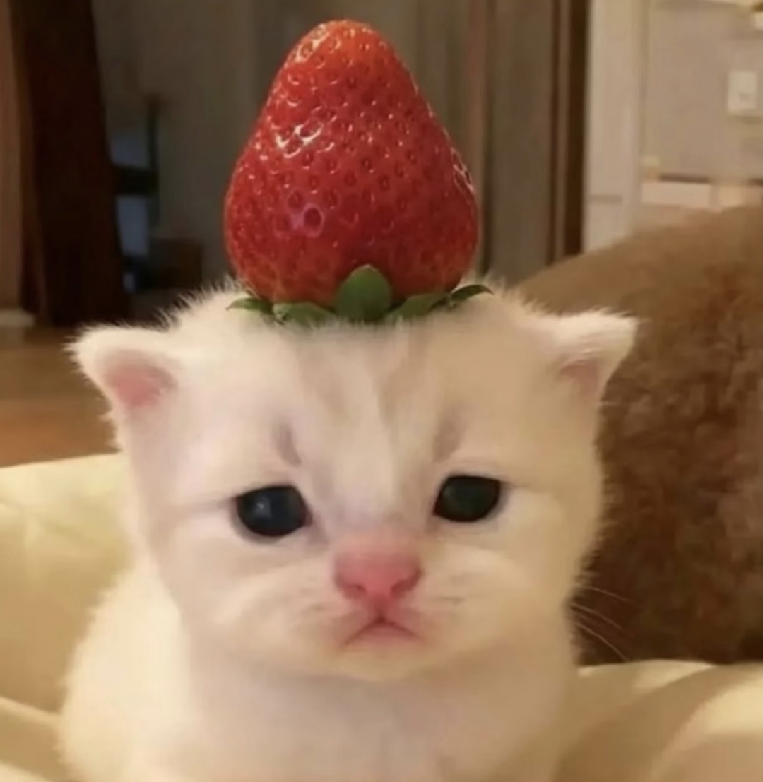 你却宝着一只战损咪🐱🩸越看越觉得下垂嘴角薄上唇是特别完美的，🍠人形容他是某