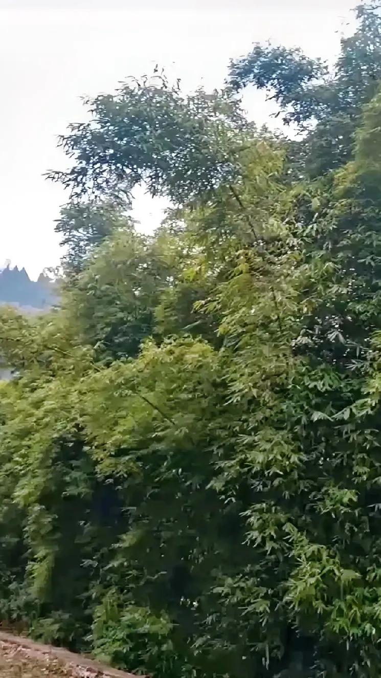 令人心惊胆战的儿时故事。
小时候，我的玩伴除了二伯母家的三姐妹，还有一位亲如姐妹