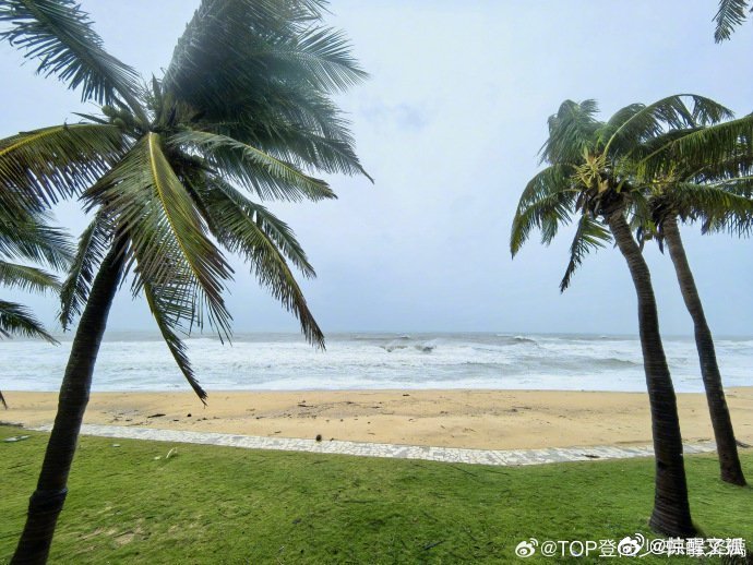 张泽禹用名字缩写画了颗椰树 被张泽禹的小创意戳中！名字缩写变身灵动椰树，有颜有才