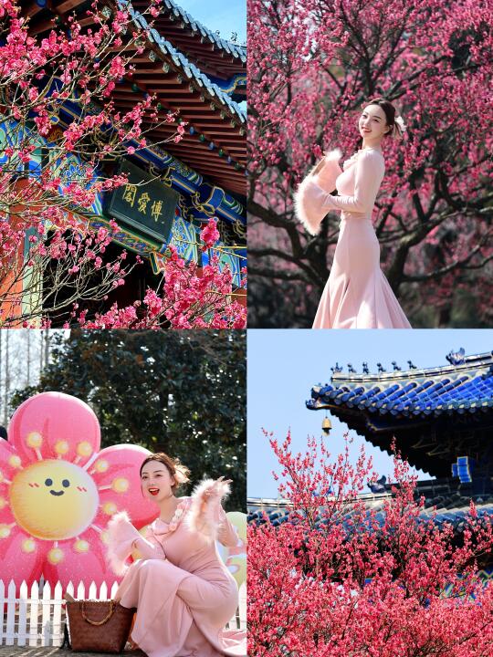 2.16实拍‼️梅花山景色已上线🌸附攻略！