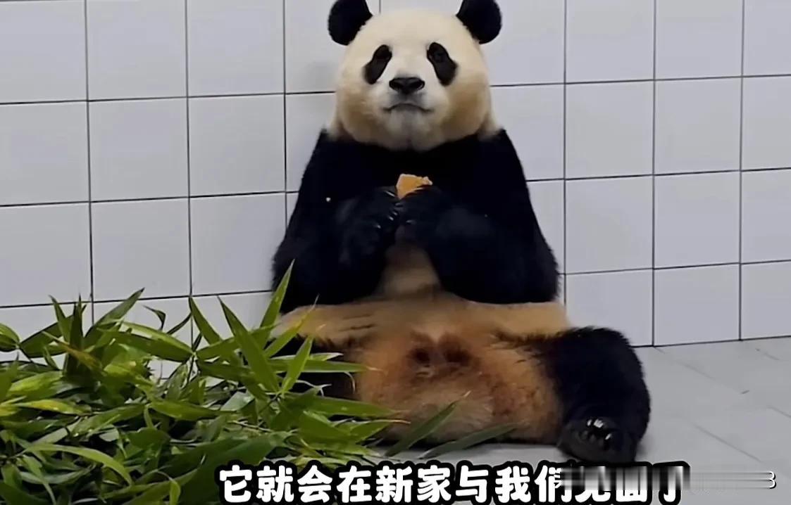 福宝最新隔离日记
这周福猪猪大宝贝有好好干饭，巡视了领地，对单杠充满兴趣，她在好