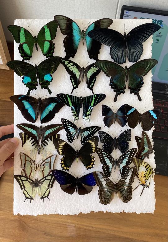 看我用这些蝴蝶创作一幅作品