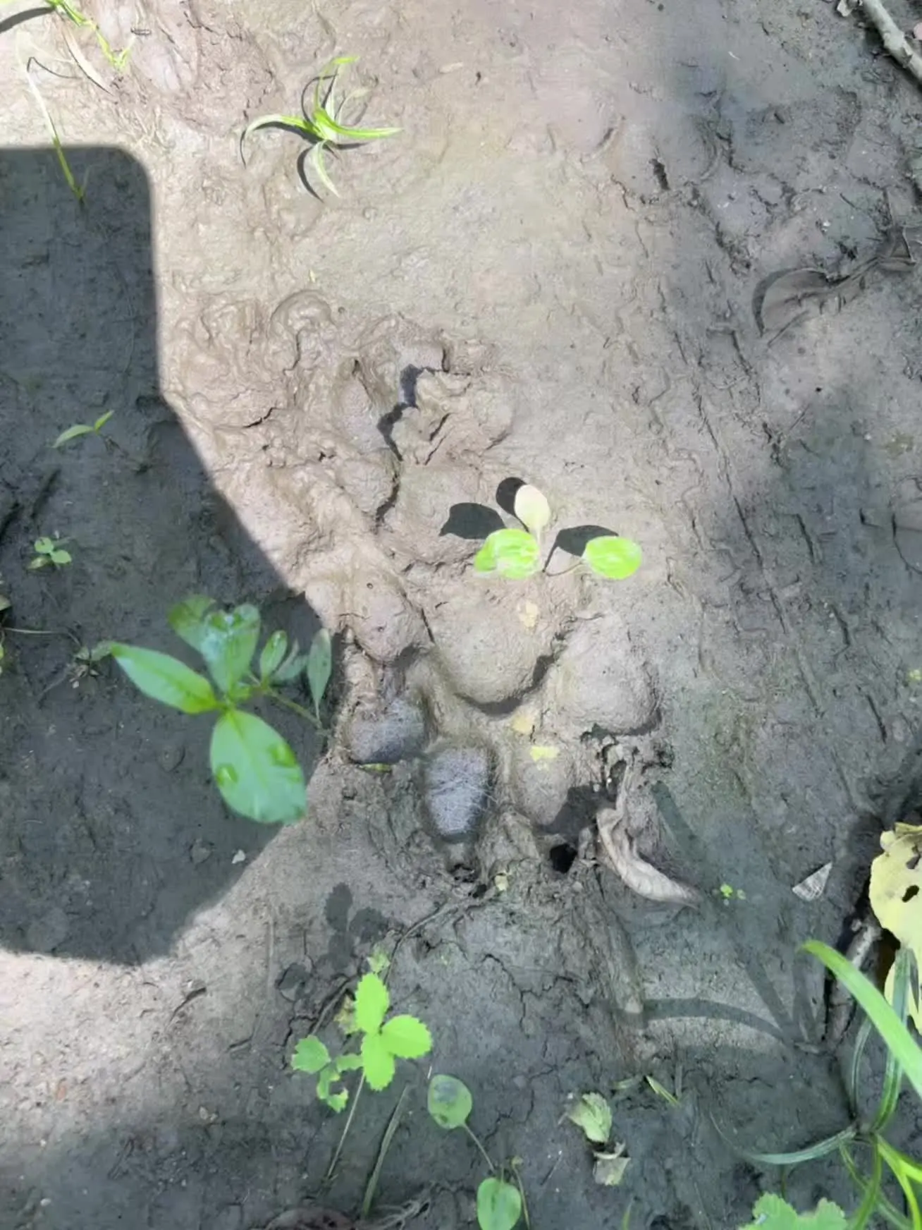 这是什么野生动物的脚印啊，和我手一样大……不会把我吃了吧