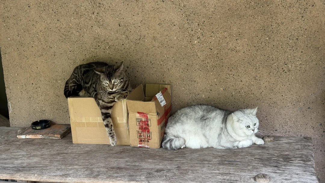 猫和人都没想到下一秒发生了啥