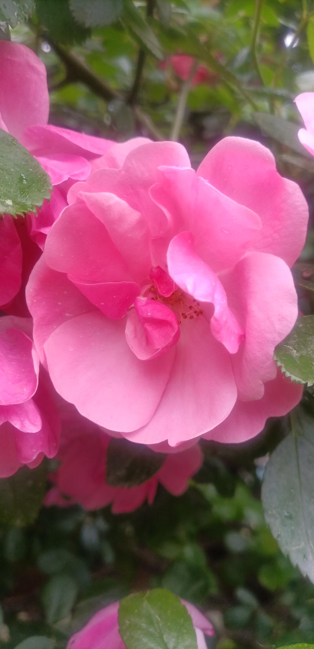 【春之韵·最爱粉色红月季】春日生活打卡季

月季花，
一年十二个月，
几乎每月