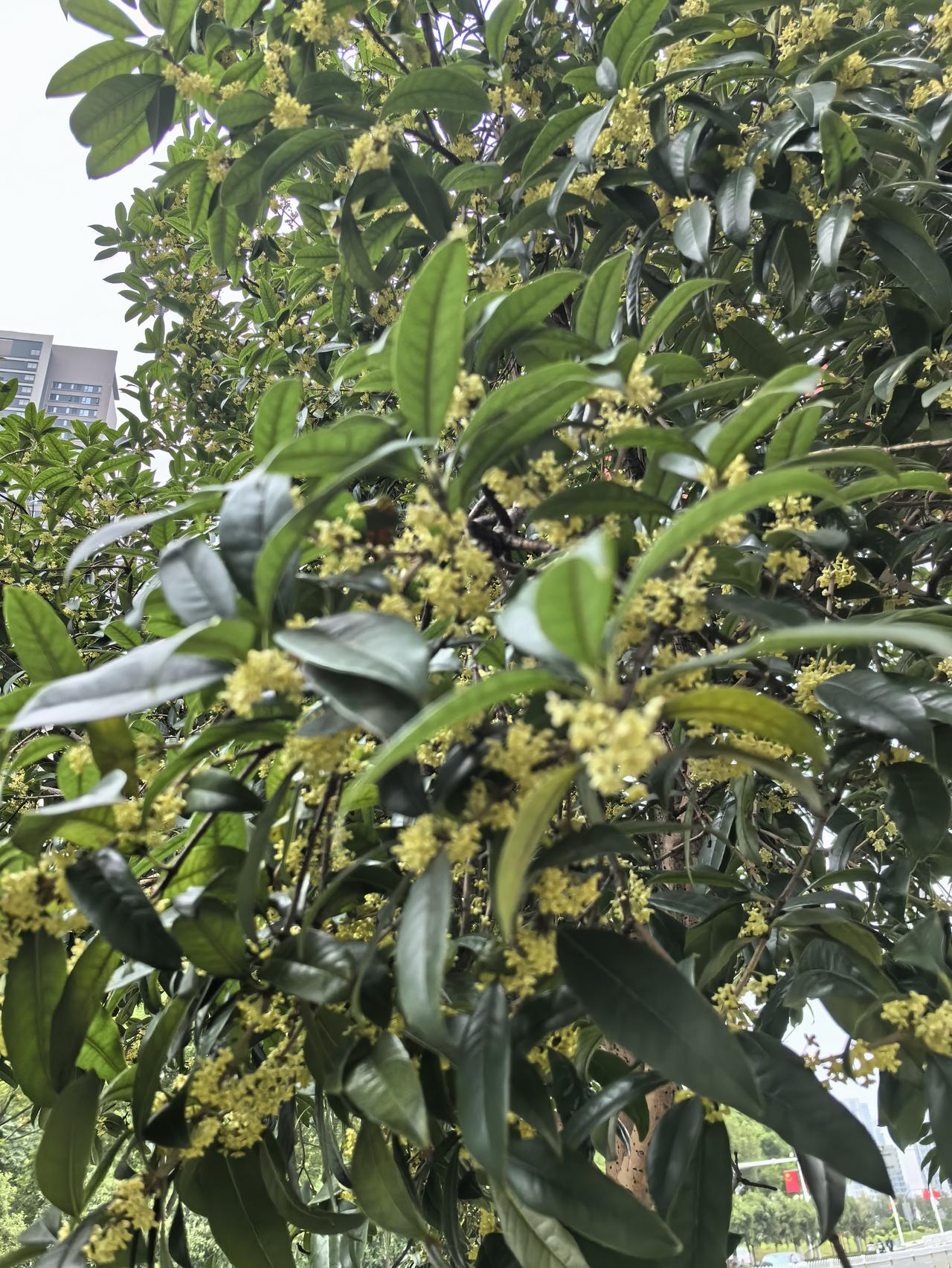 今年的桂花开的正艳，
小小花朵肆意盛放，
累累繁花压弯了枝头。
浓郁香甜的花香扑