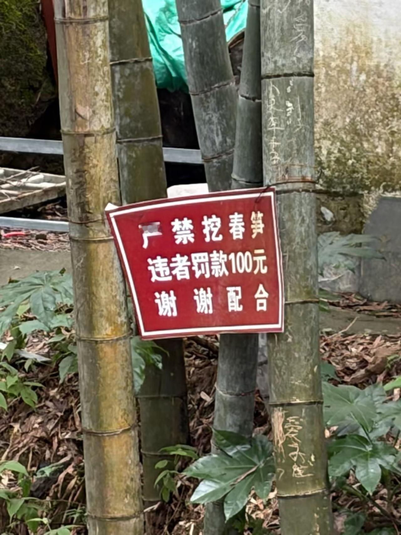 挖笋，门票一百。[捂脸]