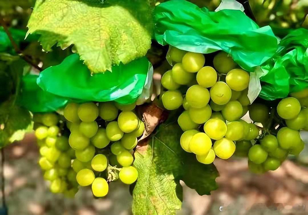 日本非常后悔：不该把阳光玫瑰引进中国，300元一斤被干成白菜价路边摊上10元3斤