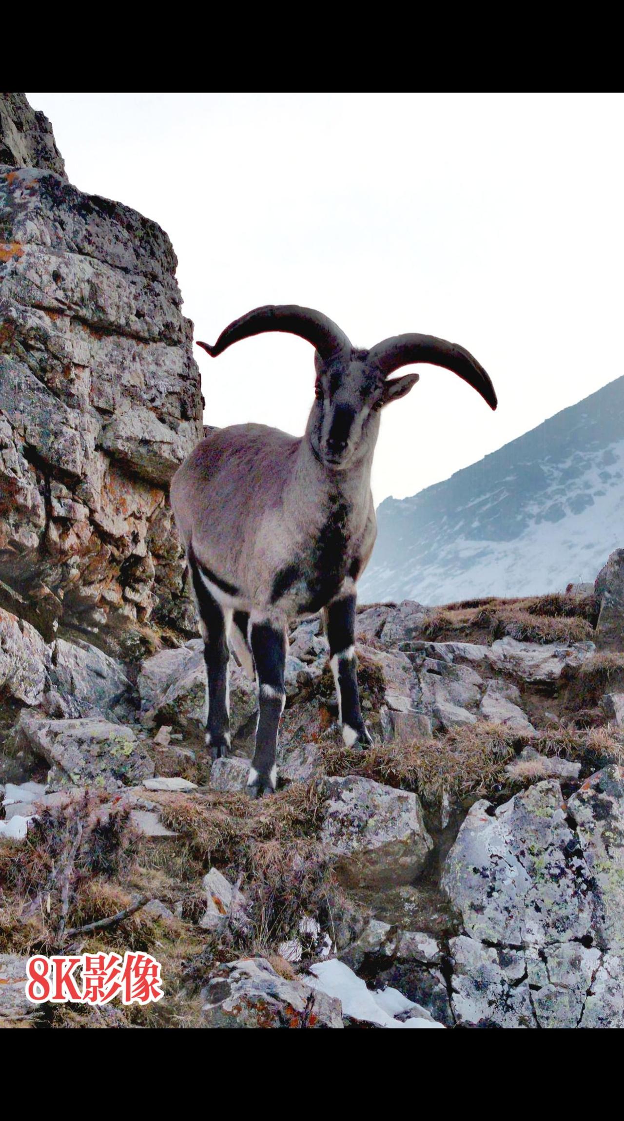 祁连山国家公园青海片区高原上的神奇动物们 奇妙的动物世界 神奇的大自然