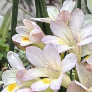 1200小苍兰的种植方法一、土壤：小苍兰适宜生长在疏松、肥沃、排水良好的沙质壤土