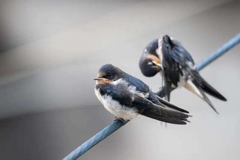 心心念念的小燕子，终于回来了！看到燕子飞来，栖息在网络线上的时候，我的心情既激动