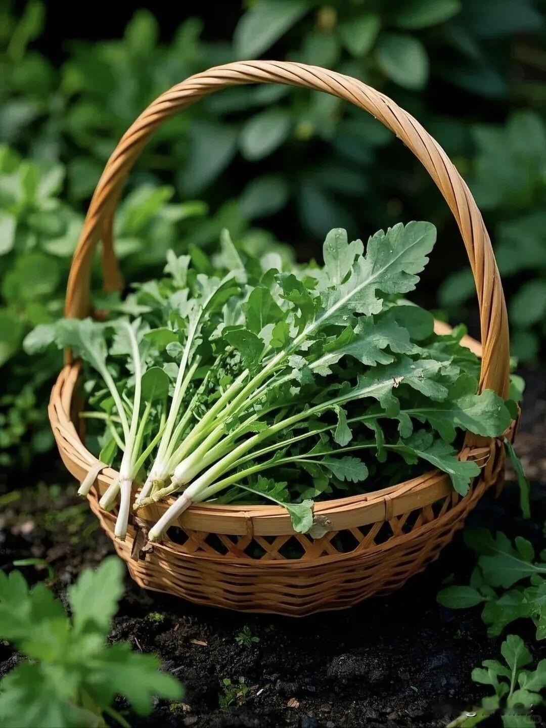 春日野菜，荠菜正当时，荠菜是春天里最美味的野菜，我也学着妈妈包荠菜饺子吃，味道好