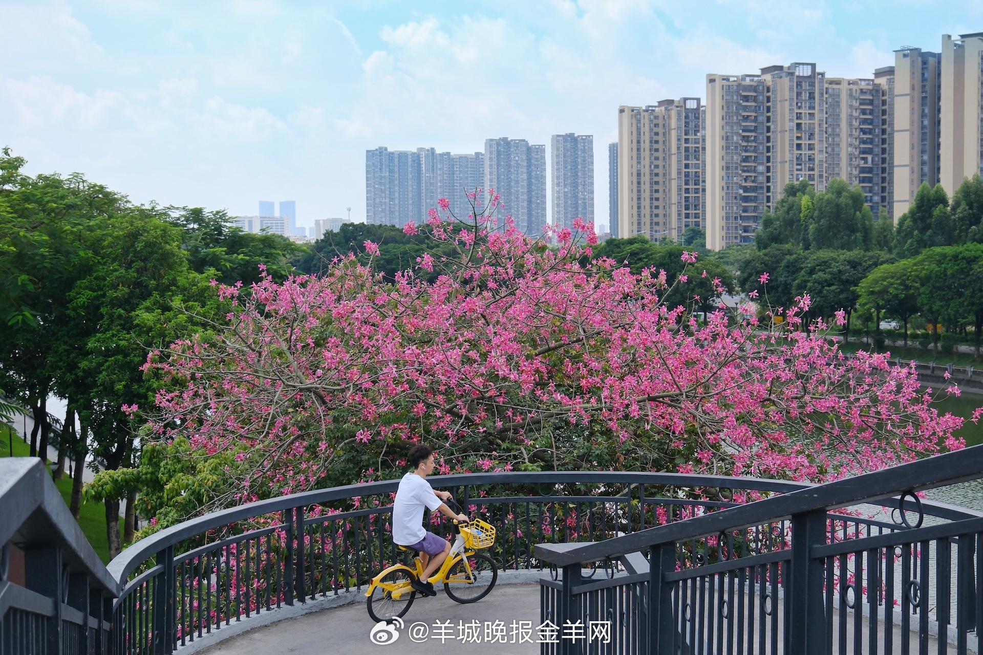 #早安#世事自有节奏，不必强求事事如愿。对外葆有善意，对内学会和解。 ​​​