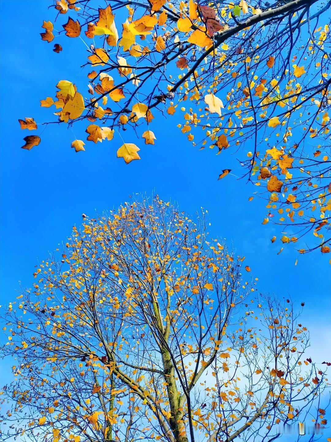 抬眼撞见这片秋，蓝天蓝得像被水洗过，黄叶子挂在枝桠上，风一吹就晃悠悠地飘。

有