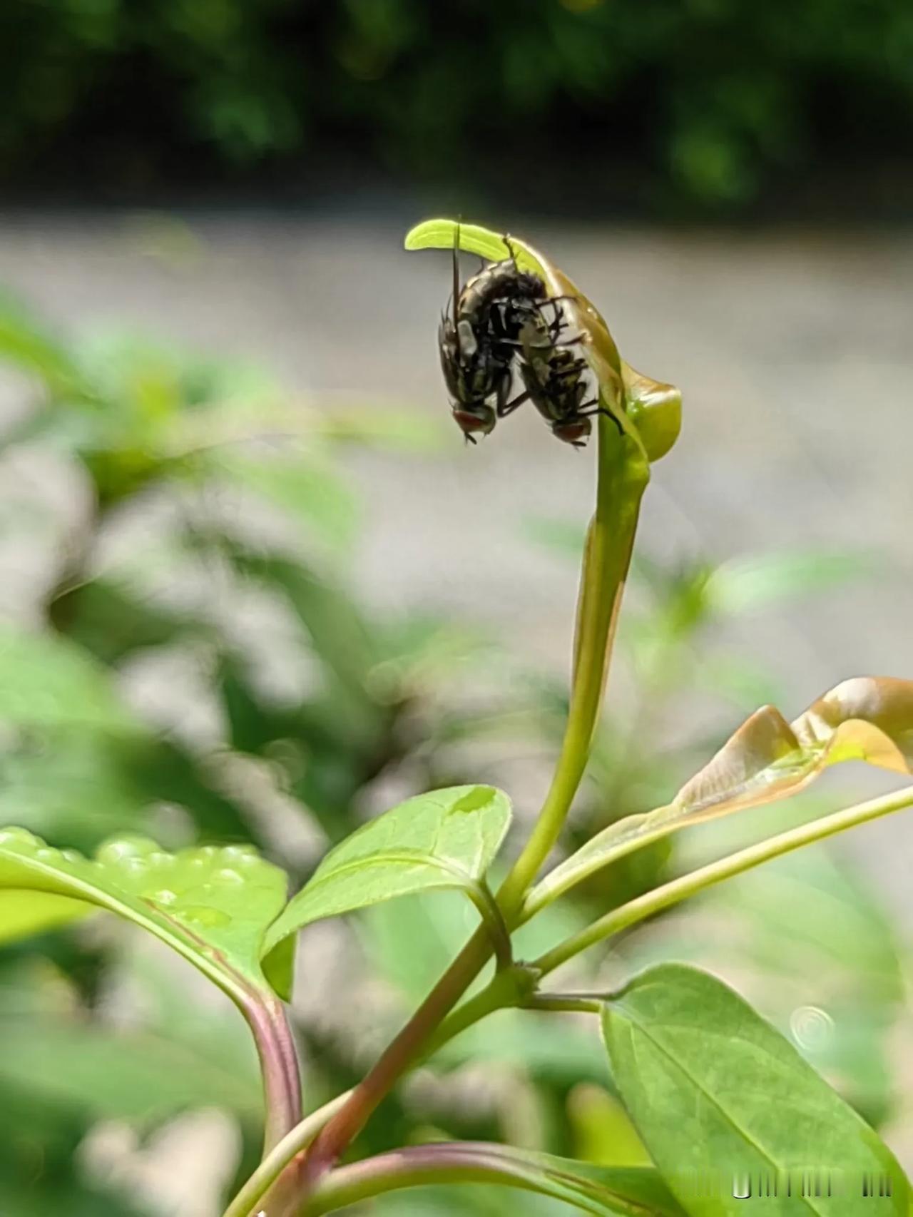 爱情无处不在，生命如此美好！
#一路山色，随手拍一张风景照##随手在公园拍下的景