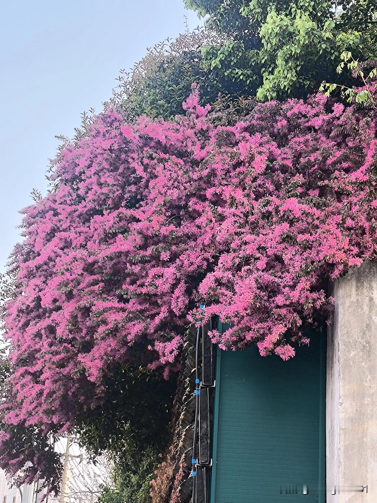 红花檵木
在长江西路与潜山路的交口处，有一株树龄超过40年的红花檵木。它生长在一