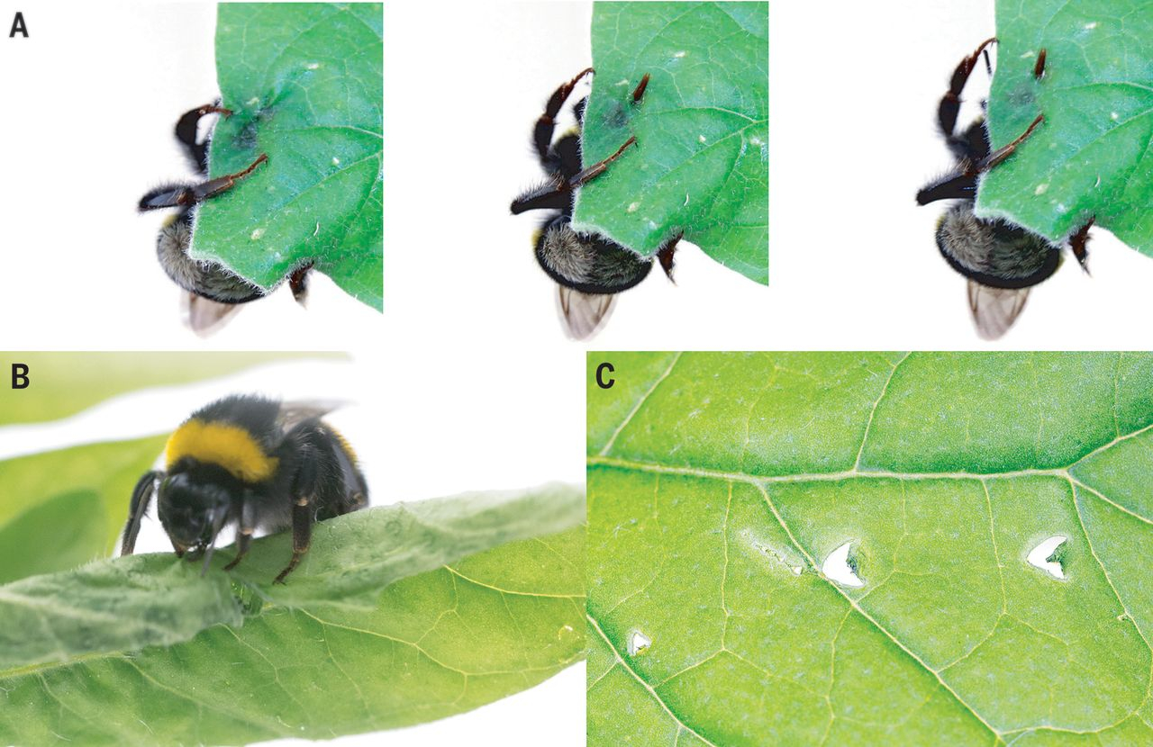 这是谁？ 雄蜂（Bombus terrestris）。它在干嘛？ 啃树叶、传递化
