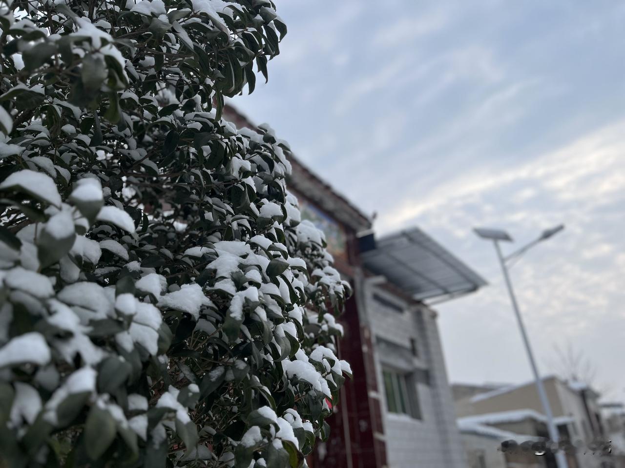 夜里一场大雪。早上起来铲扫积雪，我选择了先铲门外的路再回来铲院内，最后再上房清理
