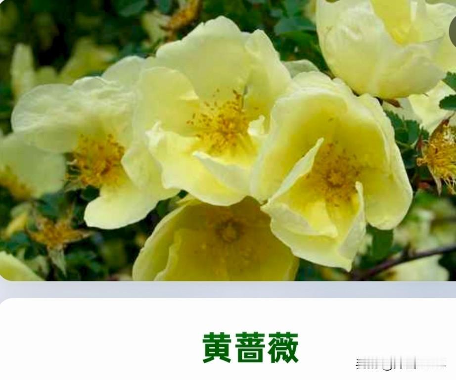鲜花的最高魅力是什么?
个人认为，鲜花最高的魅力
是能表达人与人之间的深情
厚义