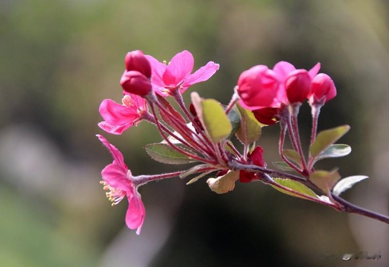小诗｜你好，四月天


丙午之春，已然四月
哦，我想到明媚
以及，繁花似锦
除了