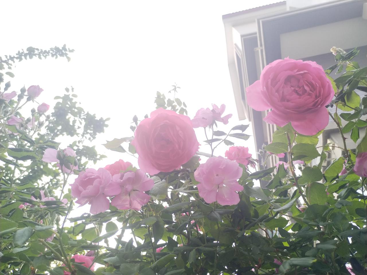 粉嫩玫瑰，浪漫绽放，春日气息扑面而来！🌸💕