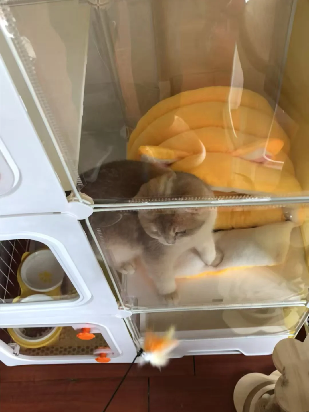 猫到家没有24小时不想养了可以退吗？