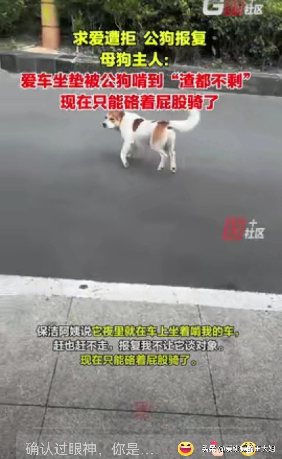 “坏了良心！”安徽合肥，一女子家的母柯基生理期到了，结果小区里的一只公狗发现后，