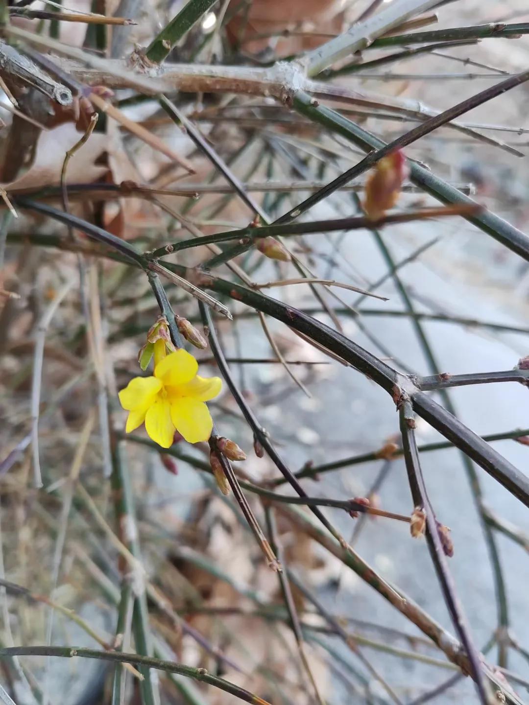 #相册里最满意的照片#
一朵迎春花，开了
乍暖还寒时节
迎春花不畏严寒
黄黄的
