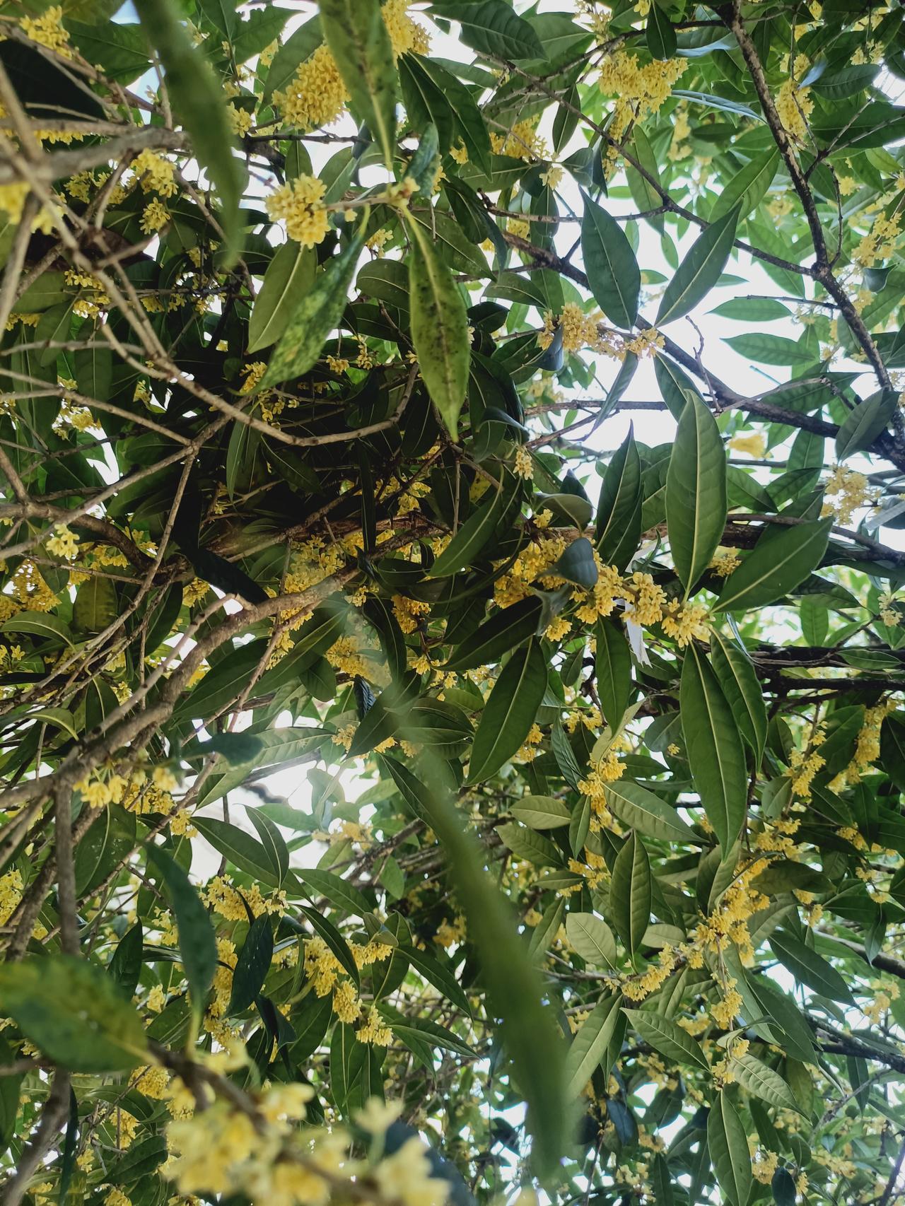 八月桂花香
分享随手一拍的花朵