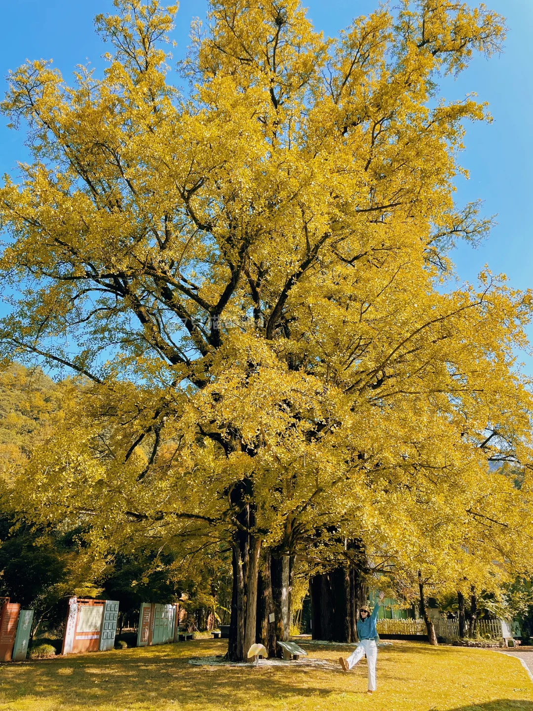 错过就要再等一年！富阳一日游自驾赏银杏🍂