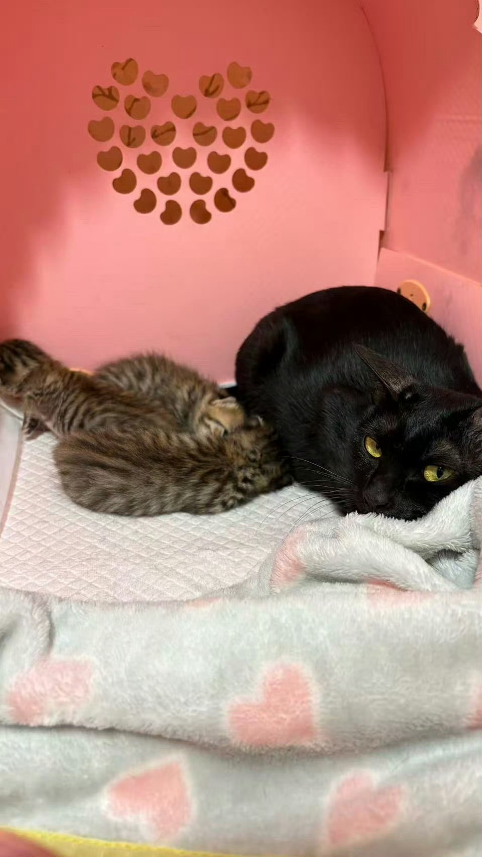 猫妈妈对独生咪的爱听我说，小猫咪最能治愈你的心，少看人，多看猫。 深圳