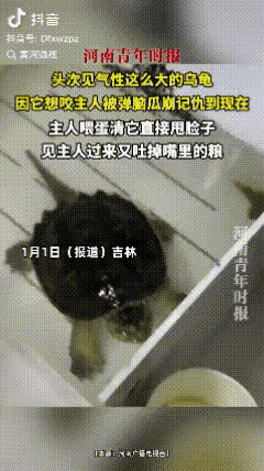 “彻底解释不清！”吉林，一女子在喂乌龟时险被咬，反手弹了它个脑瓜崩，不料，这乌龟