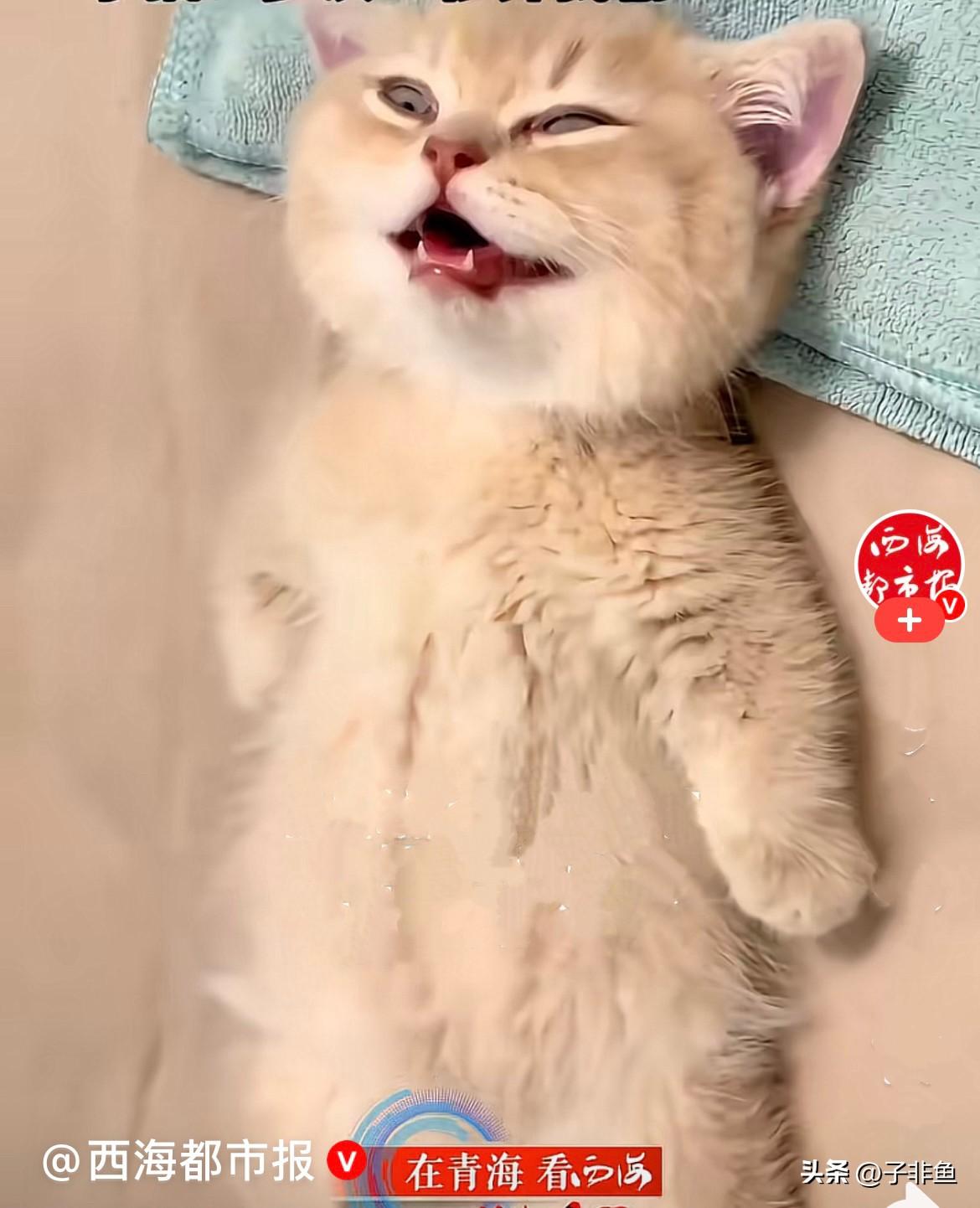 近日，江苏一主人回家撞见家里的小猫四脚朝天、肚皮大敞，直挺挺躺
在床上，小舌头微