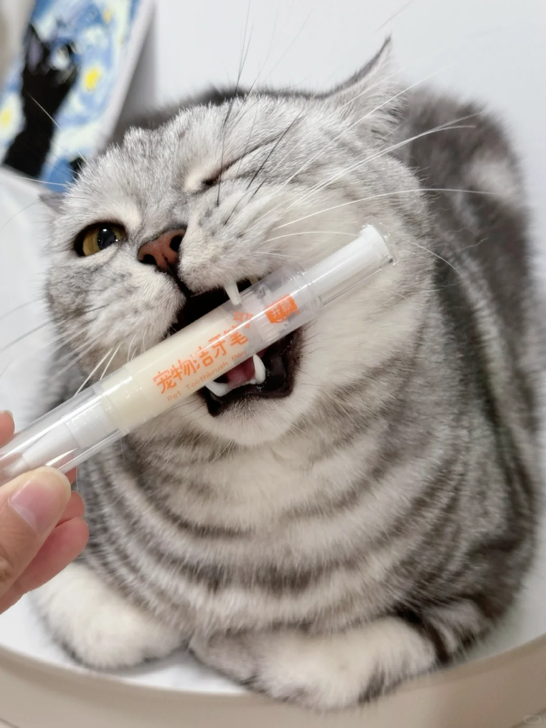 你家猫是不是也有口臭😷！！！