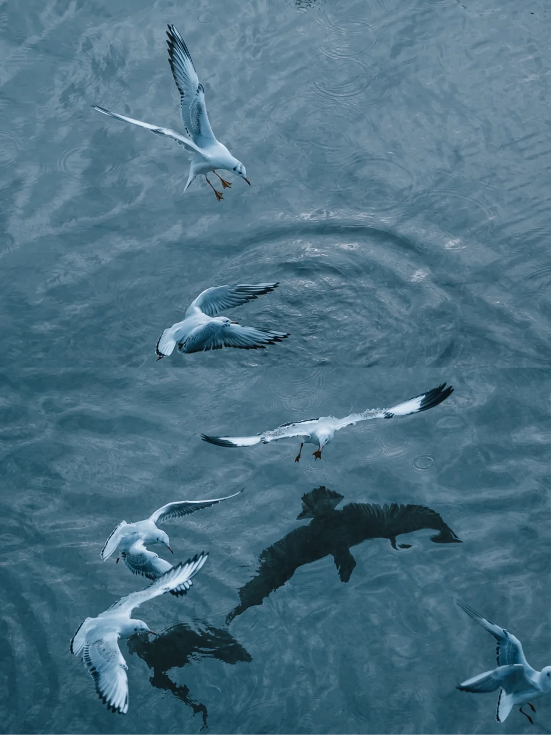 关于冬天的约定｜红嘴鸥又一次准时奔赴重庆