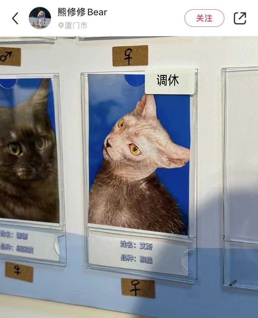 打工猫也是需要调休的 ​ ​​​
