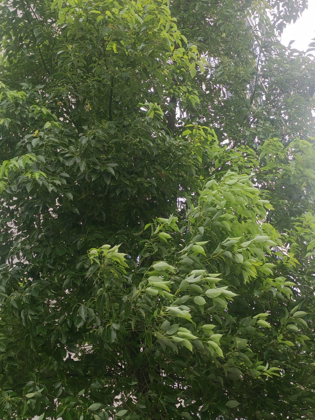 出门溜达，听着《桃花岛》，感觉我就是世间最大的反派，这一切皆是因我而起、由我掌控