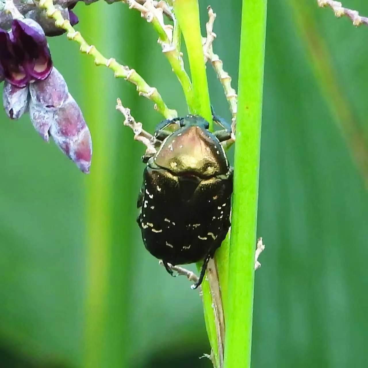 【昆虫观赏•一图一虫】白星花金龟，鞘翅目花金龟科昆虫。（拍摄于2026年7月11