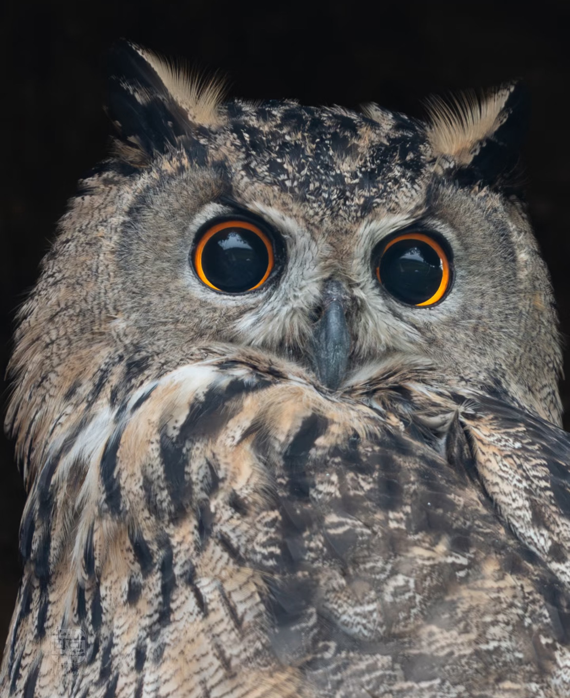 人可以靠在鹰柔软的胸上 