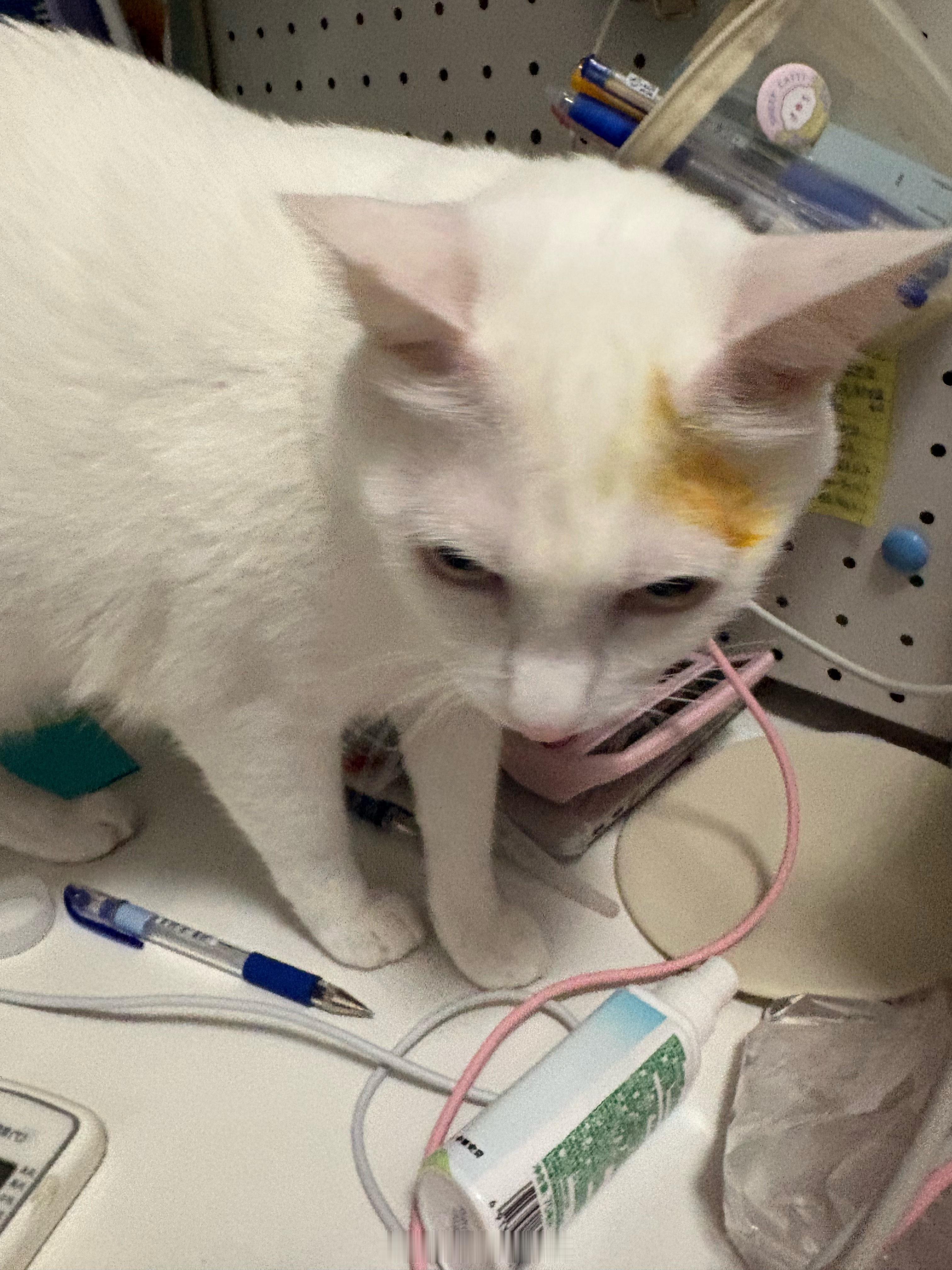 挂彩挑染黄毛猪 