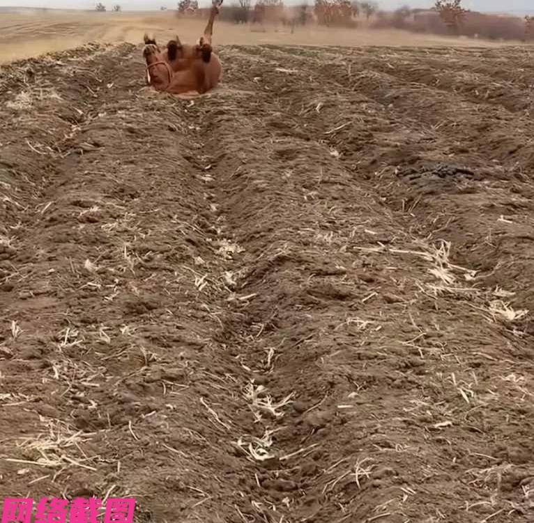 内蒙古有女子路过一处农田时，发现有头马似乎四面朝天躺在地垄里，不知道发生什么事了