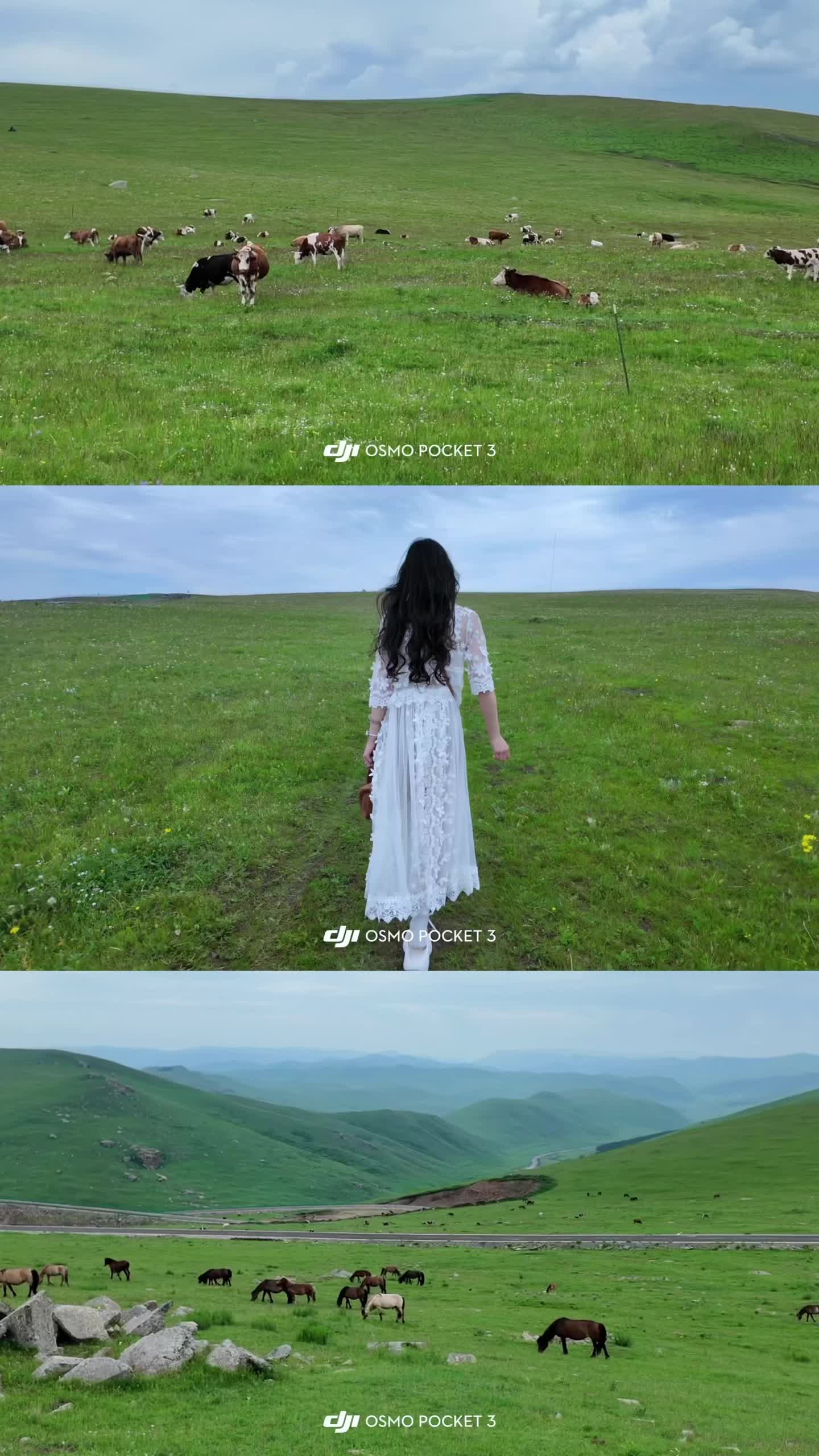 见到了课本里的风吹草低见牛羊