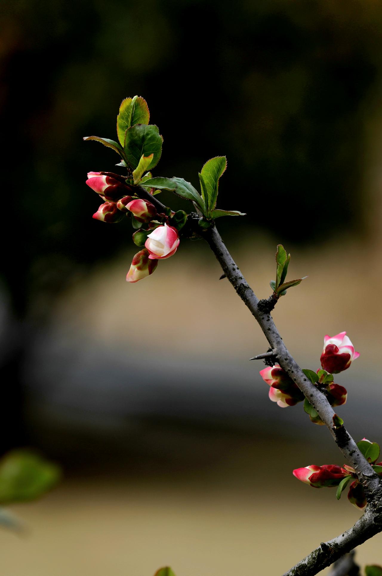 一个月之前拍的照片，海棠依旧在，不见故人归。
（自拍）
