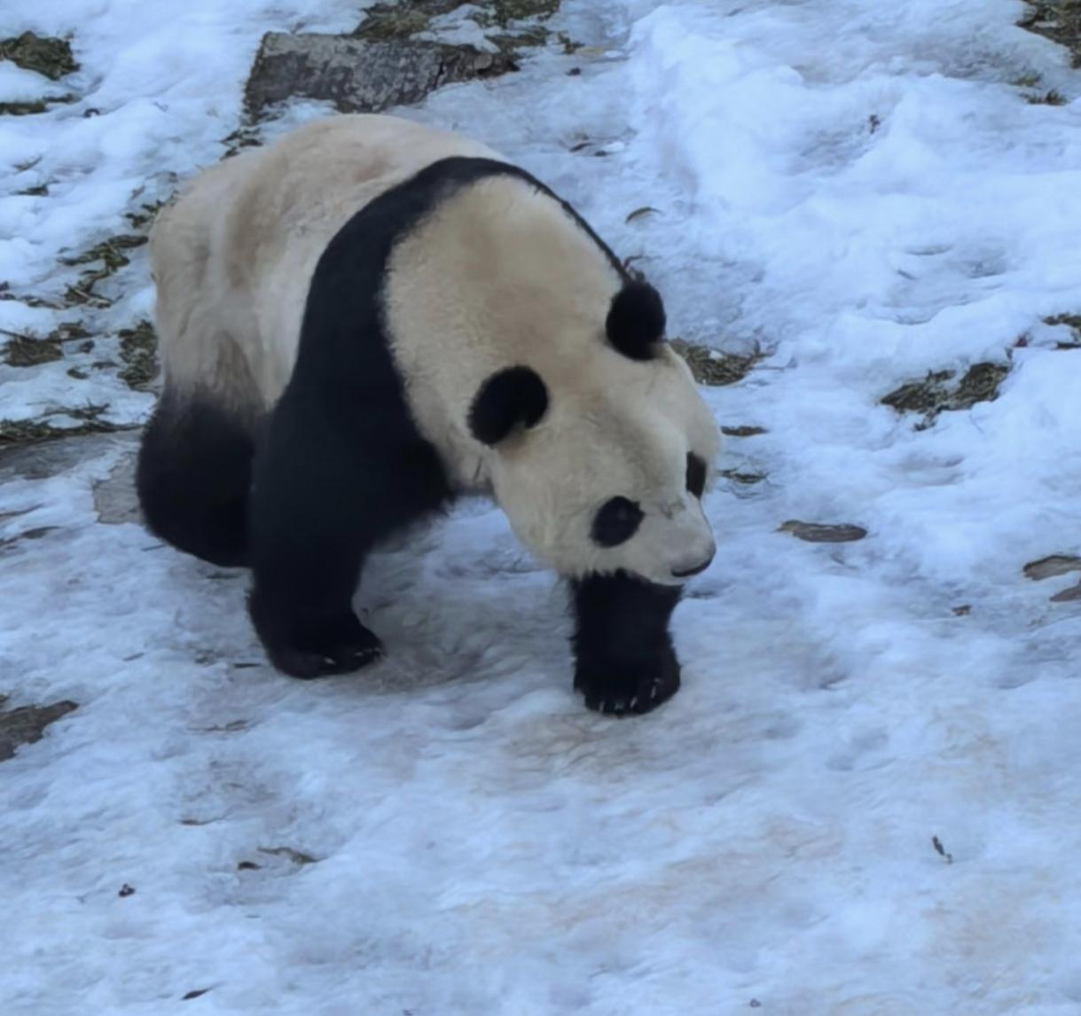 分享一下朋友圈里发的雪景照片，图一图二图三图四是北方的雪，图五图六图七图八图九是