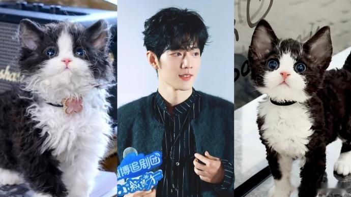 肖战认证刘铮亮是牌子猫 可爱猫猫 ​​​